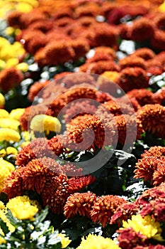 Field of flowers photo