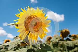 A field of flowers or agroculture of yellow sunflower and blue sky