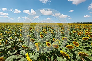 A field of flowers or agroculture of yellow sunflower and blue sky