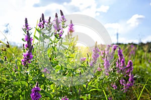 Field of flowers in backlit sunlight