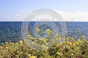 Field of flowers on the beach