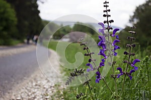 Field flowers bloom near the paved road, Park Slovak Paradise, background