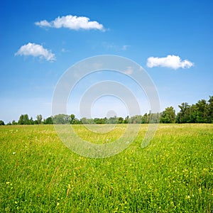 Field flowers and blue sky