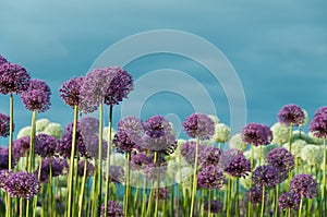 Field of Flowers and Blue Sky