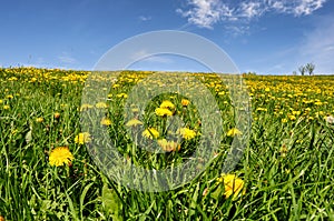 Field of flowers with blue sky with clouds