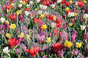 A field of flowers consisting of white tulip, red tulip, muscari, hyacinth, narcissus on a sunny spring day