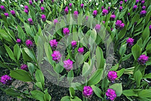 Field flowers Curcuma alismatifolia