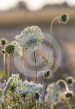 Field Flowers at Dawn