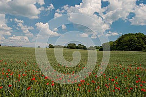 Field with flowers in Denmark photo