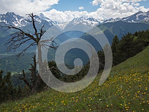 Field with flowers and dry trees