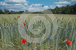 Field with flowers in early summer in alsace