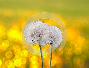 Field of flowers and field grass bokeh in summer with two dandelion flowers