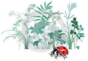 Field flowers, herbs and plant