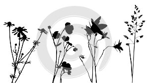 Field flowers, herbs and plants, vector, traced