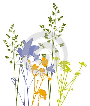 Field flowers, herbs and plants, vector, traced