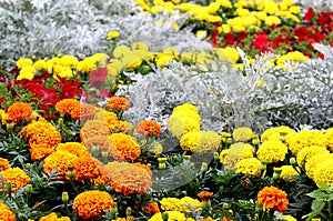 Field flowers of marigolds of different colors