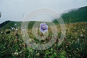 Field flowers mountains travel adventure nature freedom