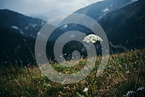 Field flowers mountains travel adventure nature freedom