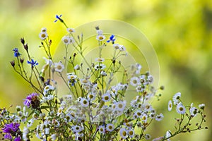 Field flowers natural green background