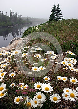 Field of flowers,Nova Scotia