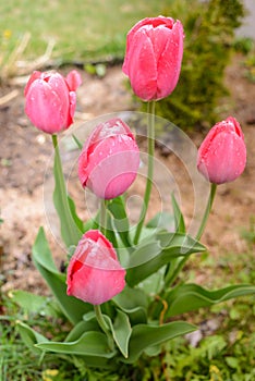 Field flowers pink tulips. Spring background. Beautiful meadow/Beautiful nature scene with pink blooming tulips