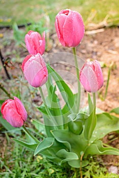 Field flowers pink tulips. Spring background. Beautiful meadow/Beautiful nature scene with pink blooming tulips