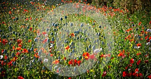 Royal poppy farm field photo