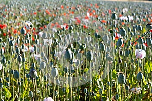 Royal poppy farm field photo