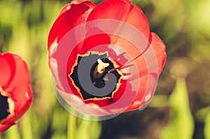 field flowers red tulip. Beautiful meadow/ Beautiful nature scene with blooming red tulip, closeup