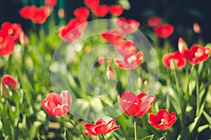 field flowers red tulip. Beautiful nature scene with blooming red tulip/ Summer flowers. Beautiful meadow. Summer background