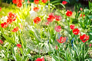 field flowers red tulip. Beautiful nature scene with blooming red tulip in sun flare/ Summer flowers. Beautiful meadow. Summer