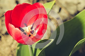 Field flowers red tulip. Spring flowers. Beautiful meadow/Beautiful nature scene with blooming red tulip, closeup