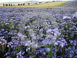 Flower field