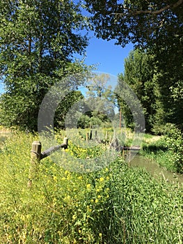 Field with flowers, stream and fence