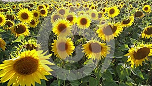 Field of Flowers sunflower swaying in the wind