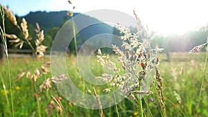 Field flowers sunset plant