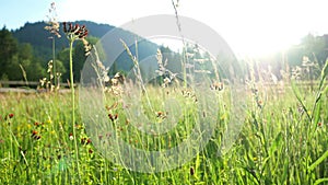 Field flowers sunset plant