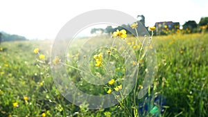 Field flowers sunset plant