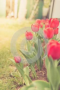Field flowers tulip. Beautiful nature scene with blooming red tulip in sun flare/row red tulips. Spring flowers. Beautiful meadow