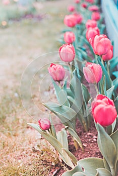 Field flowers tulip. Beautiful nature scene with blooming red tulip in sun flare/row red tulips. Spring flowers. Beautiful meadow