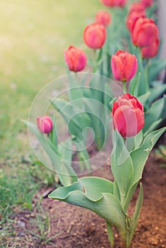 Field flowers tulip. Beautiful nature scene with blooming red tulip in sun flare/row red tulips. Spring flowers. Beautiful meadow