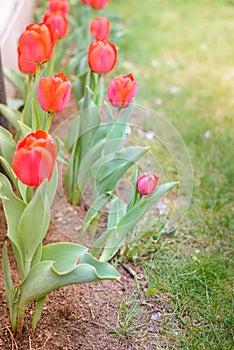 Field flowers tulip. Beautiful nature scene with blooming red tulip in sun flare/row red tulips. Spring flowers. Beautiful meadow