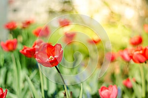 Field flowers tulip. Beautiful nature scene with blooming red tulip in sun flare/Spring flowers. Beautiful meadow. Spring