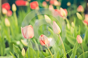 Field flowers tulips. Beautiful nature scene with blooming tulip in sun flare/ Summer flowers. Summer background