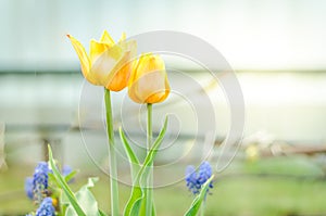 Field flowers tulips. Beautiful nature scene with blooming yellow tulips/ Spring flowers. Beautiful meadow. Spring background