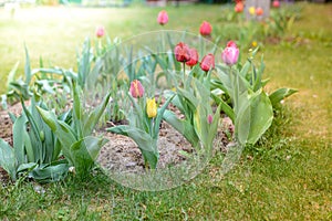 Field flowers tulips. Spring background. Beautiful meadow/Beautiful nature scene with blooming tulips