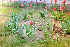 Field flowers tulips. Spring background. Beautiful meadow/Beautiful nature scene with blooming tulips