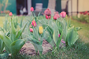 Field flowers tulips. Spring background. Beautiful meadow/Beautiful nature scene with blooming tulips