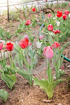 Field flowers tulips. Spring background. Beautiful meadow/Beautiful nature scene with blooming tulips