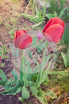 Field flowers two red tulips. Spring background. Beautiful meadow/Beautiful nature scene with blooming red tulip. Spring